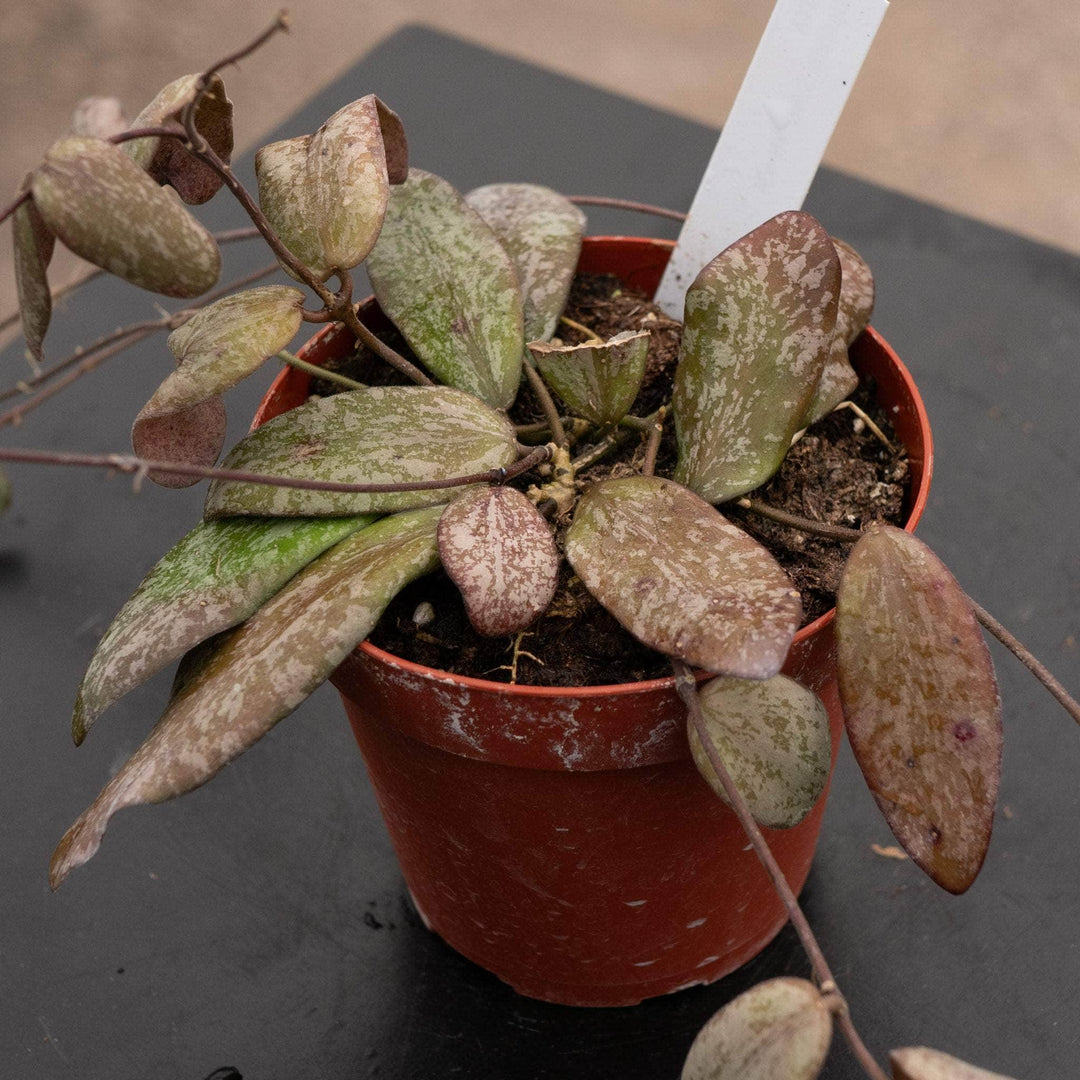 Gabriella Plants Hoya 4" Hoya sigillatis 'Round Leaf'