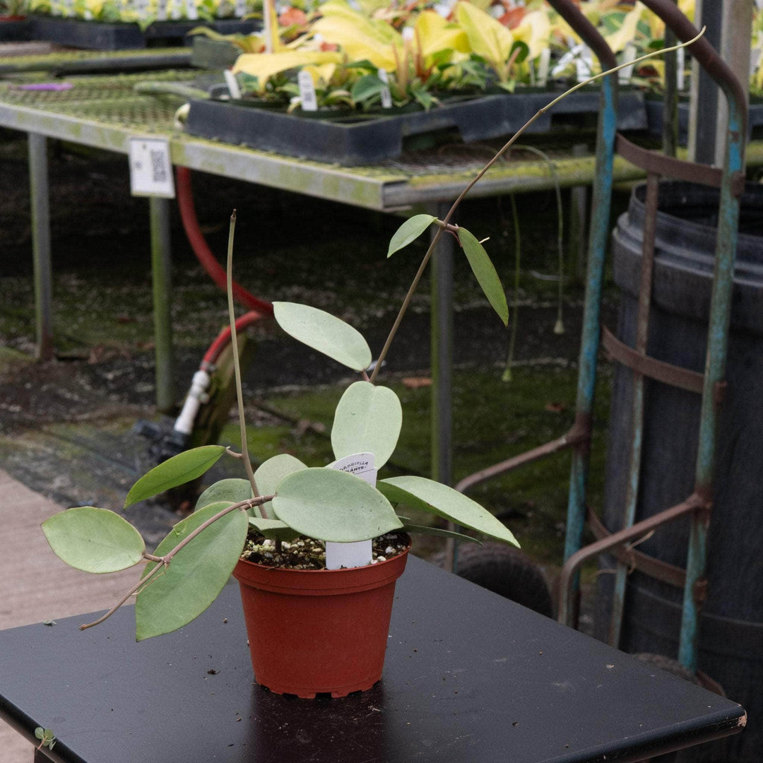 Gabriella Plants Hoya Hoya 'Silver Dollar'