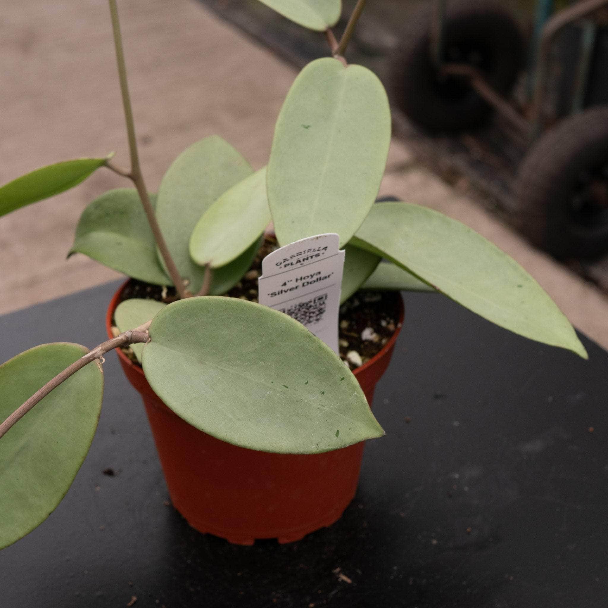 その他観葉植物 Hoya SilverDollar Hoya 'Silver Dollar' - Gabriella Plants