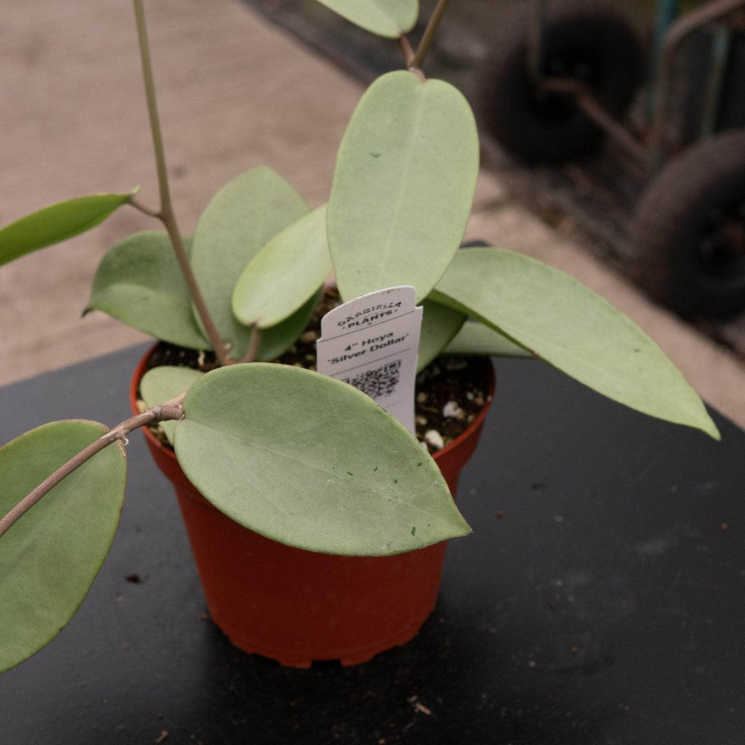 Gabriella Plants Hoya Hoya 'Silver Dollar'