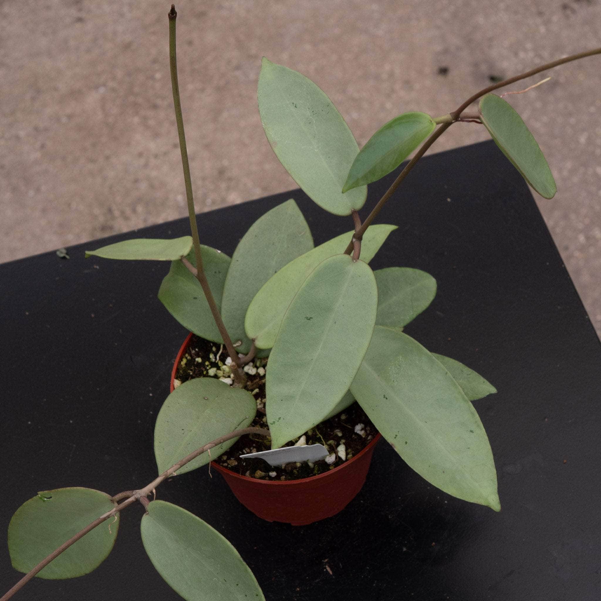 Hoya 'Silver Dollar' - Gabriella Plants