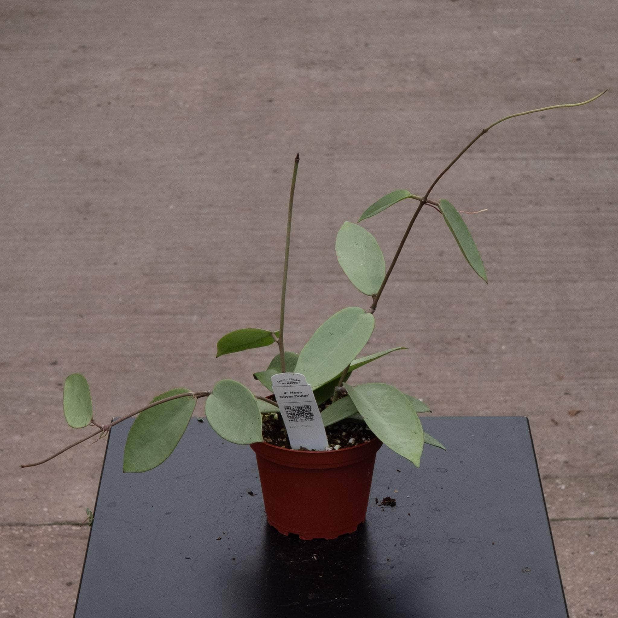 Hoya 'Silver Dollar' - Gabriella Plants