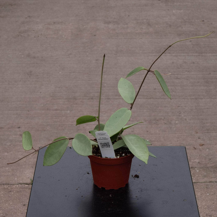Gabriella Plants Hoya 4" Hoya 'Silver Dollar'