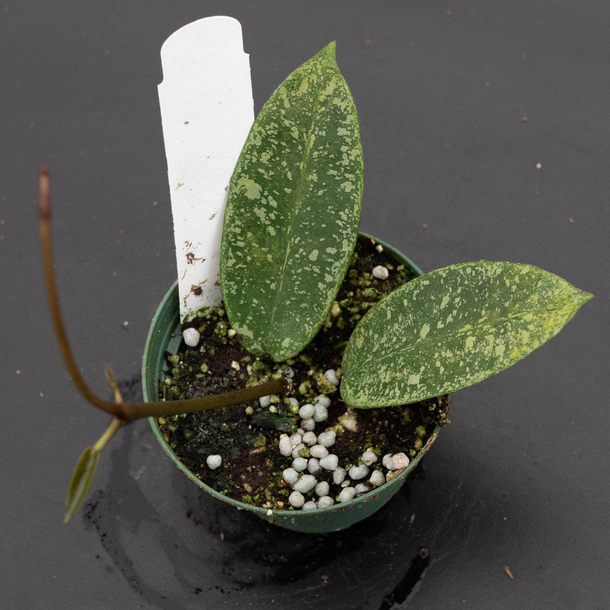 Hoya 'Silver Dollar' (reverted) - Gabriella Plants