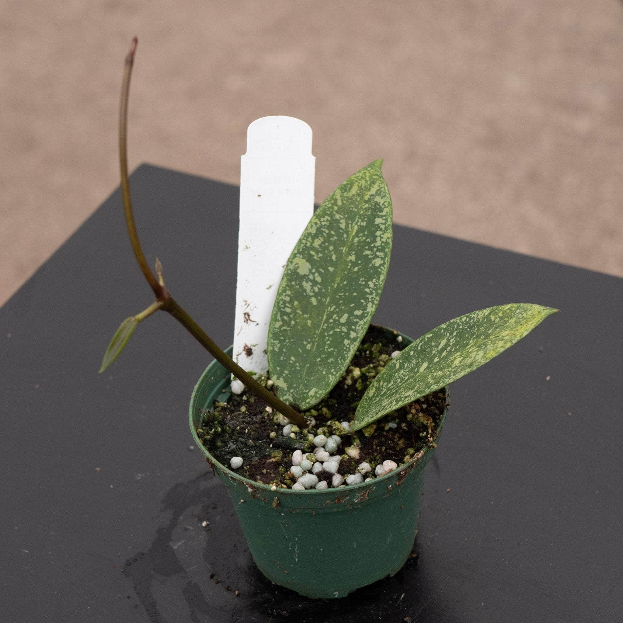 Hoya 'Silver Dollar' (reverted) - Gabriella Plants