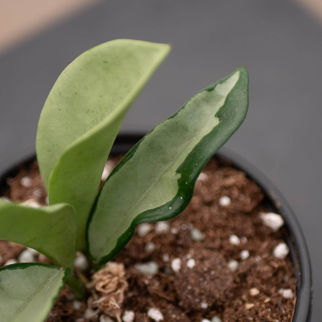 succulent moon silver Hoya 'Silver Moon'