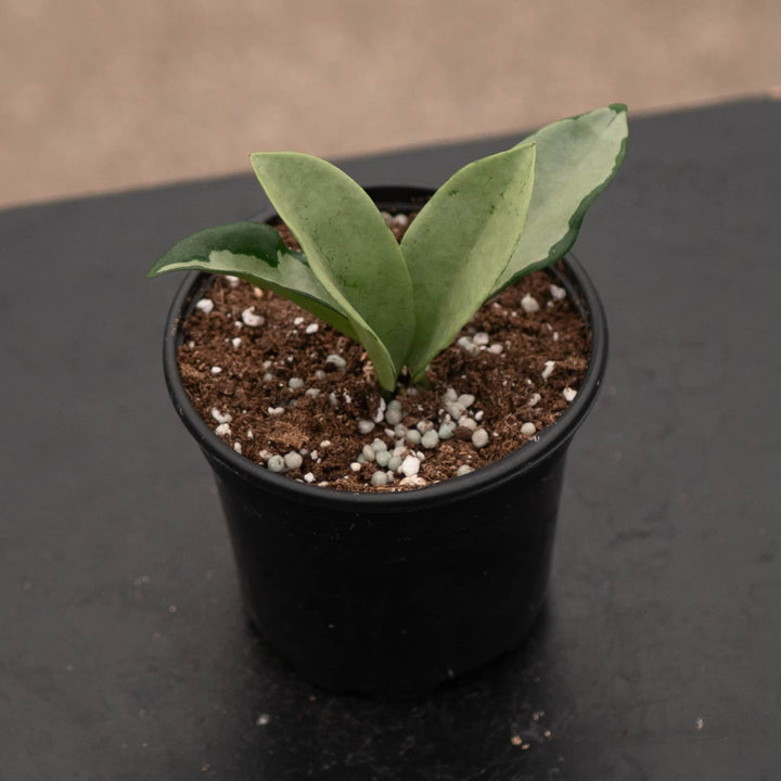 Gabriella Plants Hoya 4" Hoya 'Silver Moon'