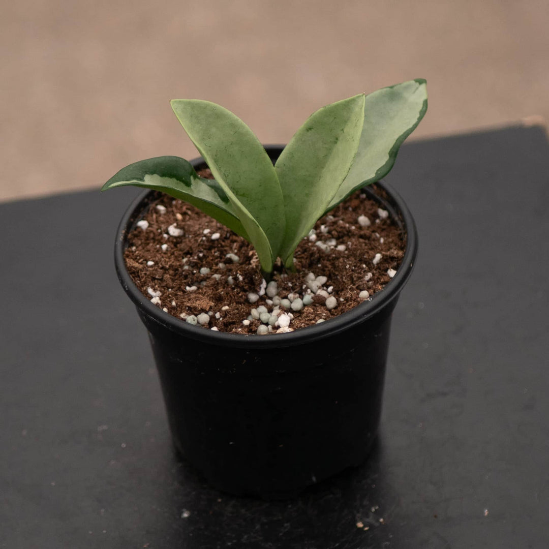 Gabriella Plants Hoya 4" Hoya 'Silver Moon'