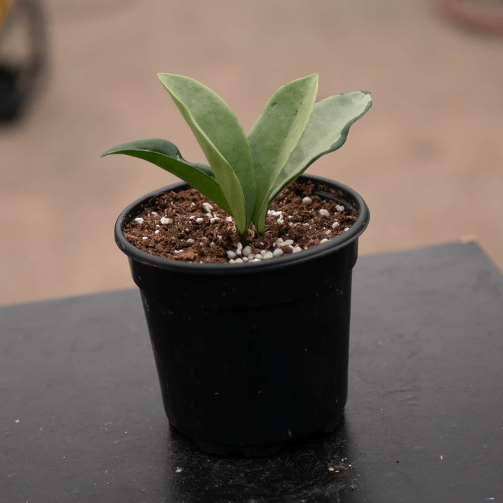 Gabriella Plants Hoya 4" Hoya 'Silver Moon'