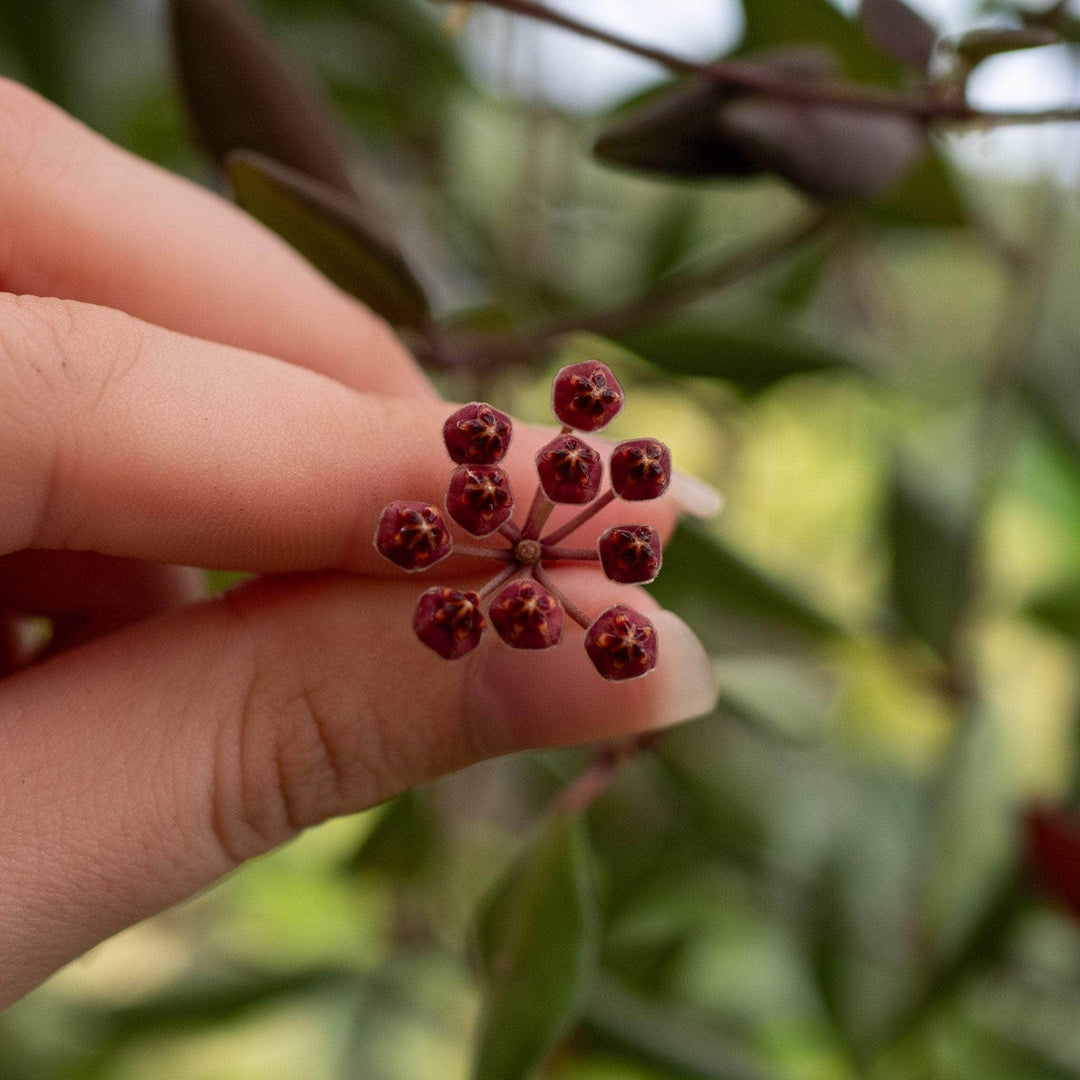 Gabriella Plants Hoya Hoya sp. aff. burtoniae