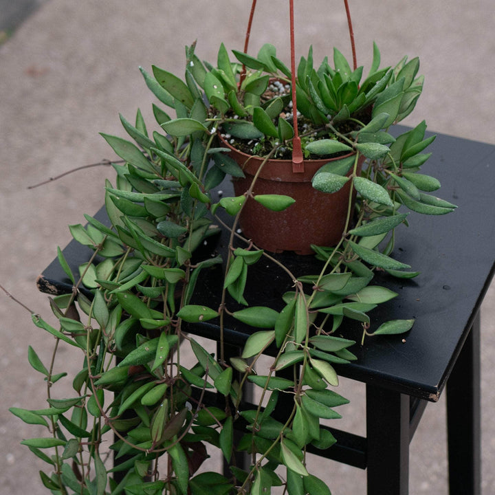 Gabriella Plants Hoya Hoya sp. aff. burtoniae