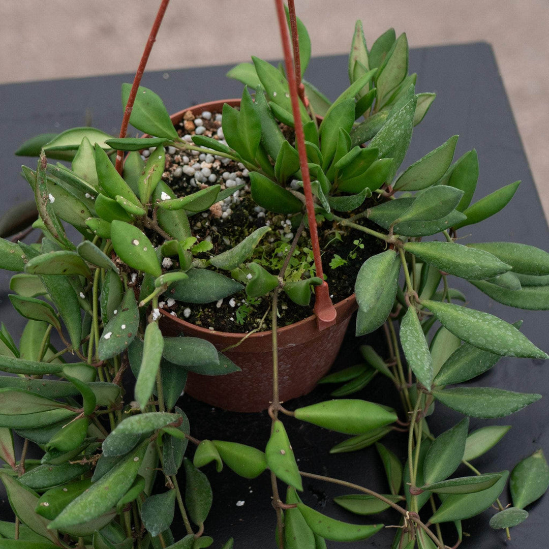 Gabriella Plants Hoya Hoya sp. aff. burtoniae