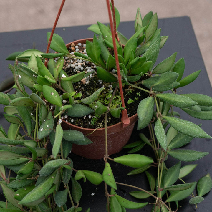 Gabriella Plants Hoya Hoya sp. aff. burtoniae