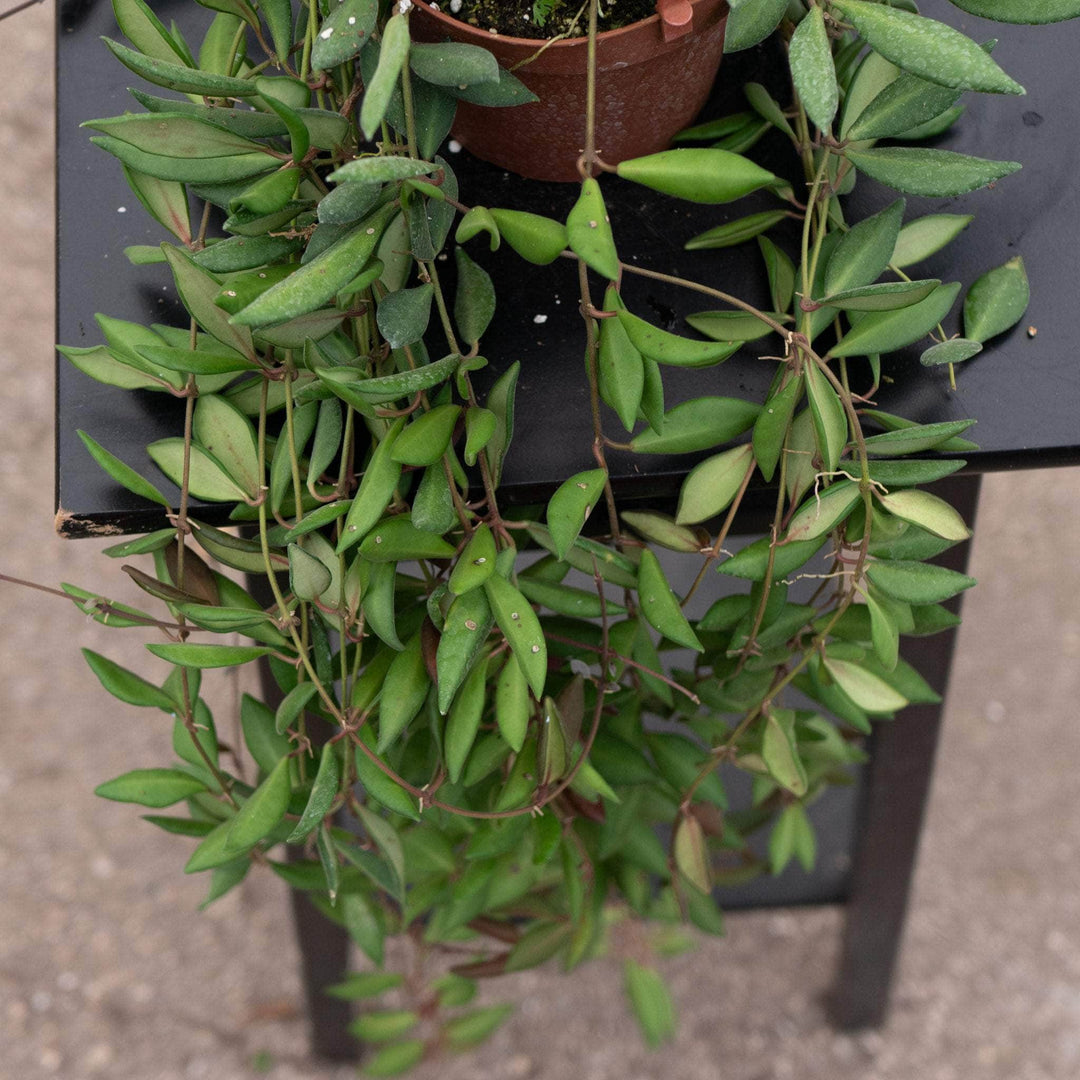 Gabriella Plants Hoya Hoya sp. aff. burtoniae