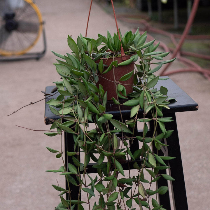 Gabriella Plants Hoya Hoya sp. aff. burtoniae