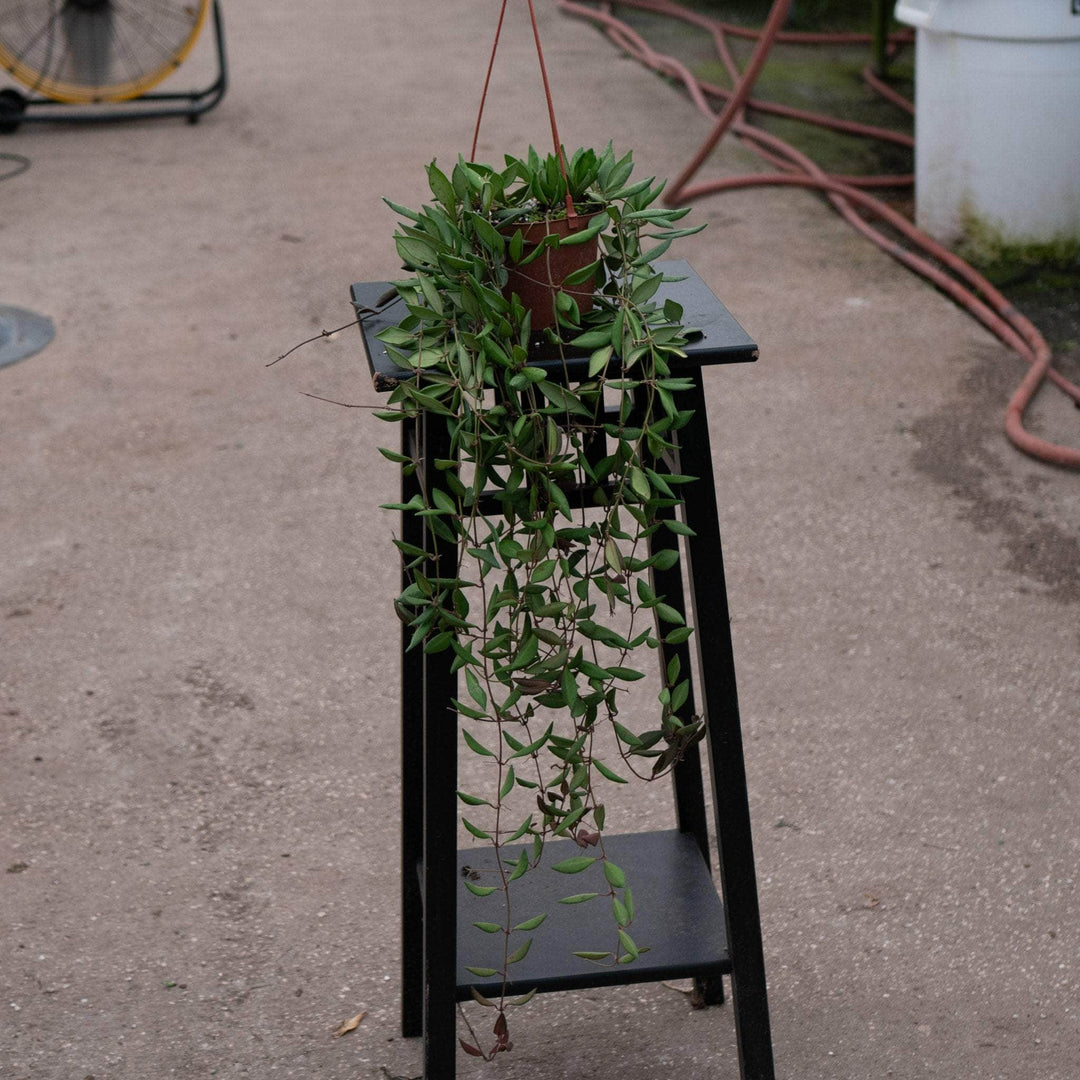 Gabriella Plants Hoya Hoya sp. aff. burtoniae