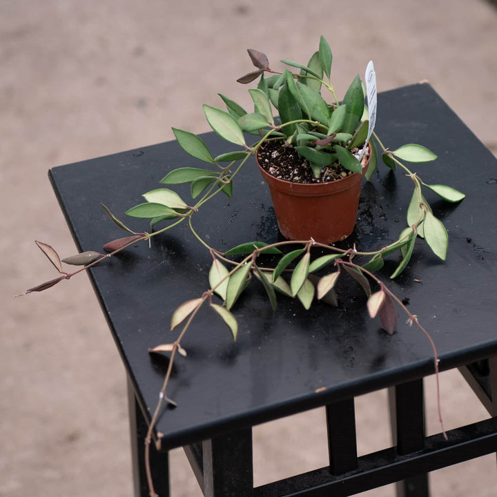 Gabriella Plants Hoya Hoya sp. aff. burtoniae