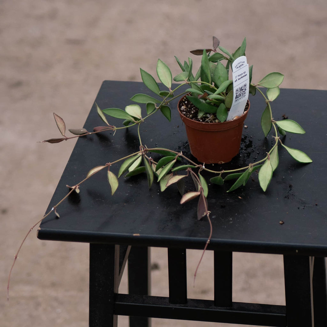 Gabriella Plants Hoya Hoya sp. aff. burtoniae