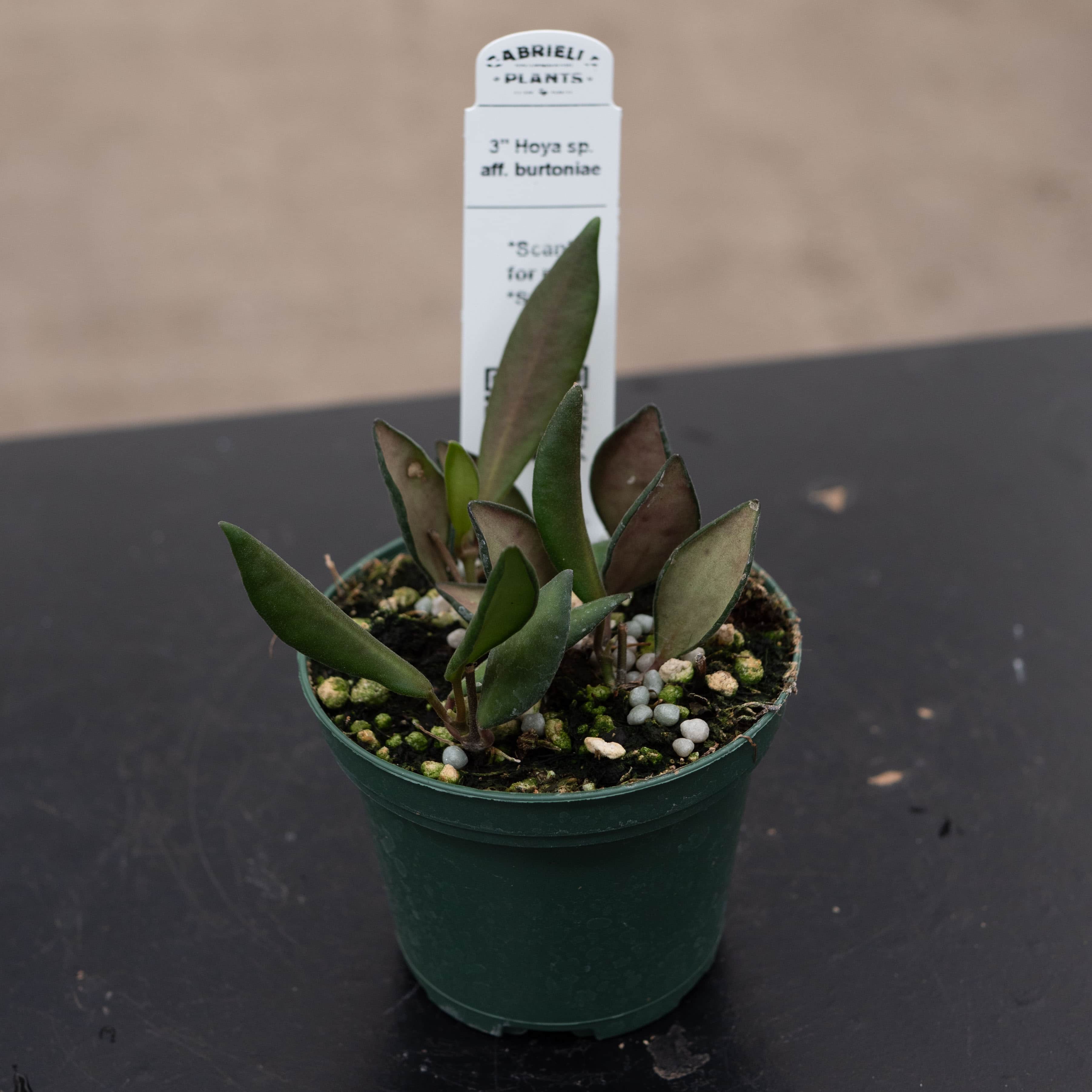 Gabriella Plants Hoya sp. aff. burtoniae