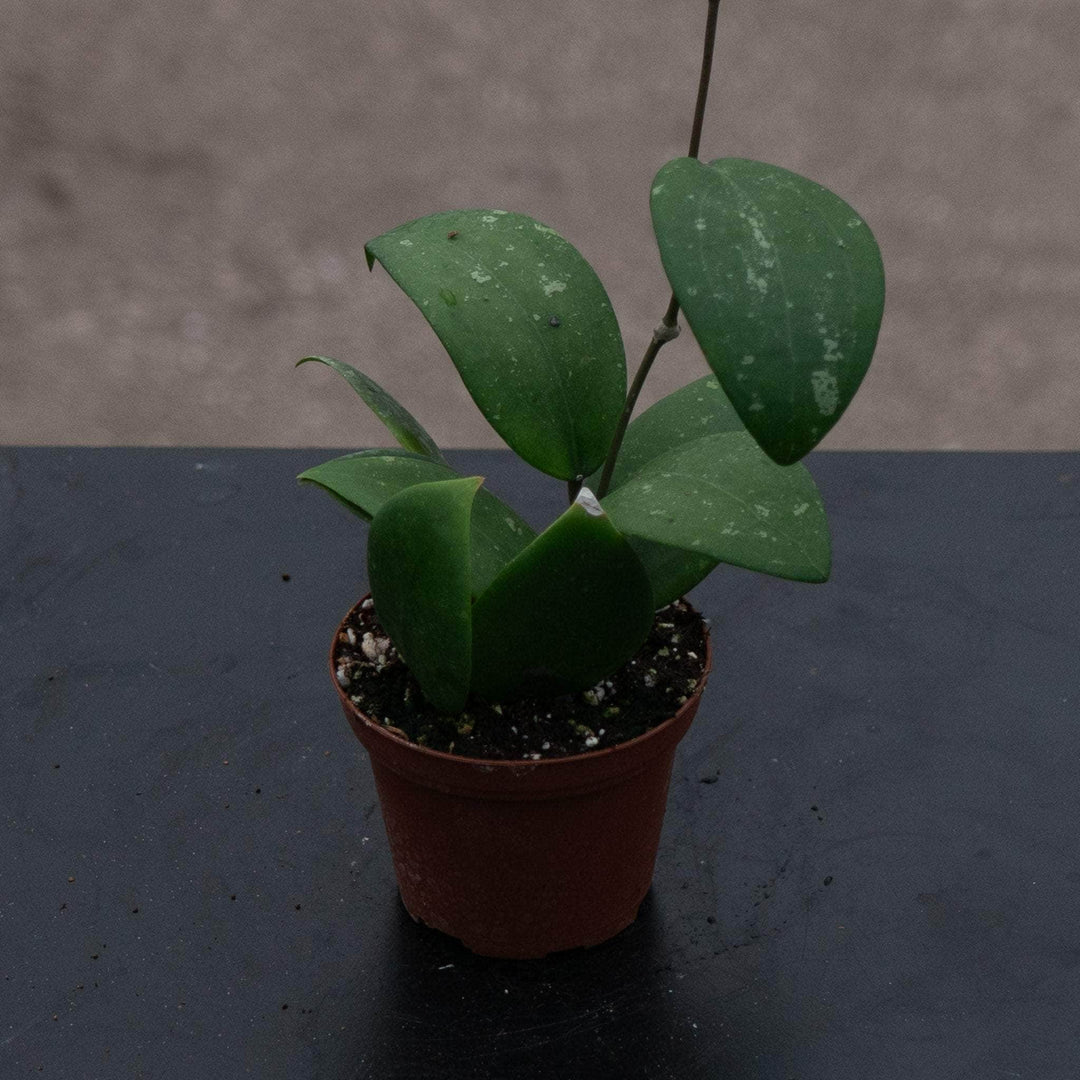 Gabriella Plants Hoya Hoya sp. 'Hat Som Paen'