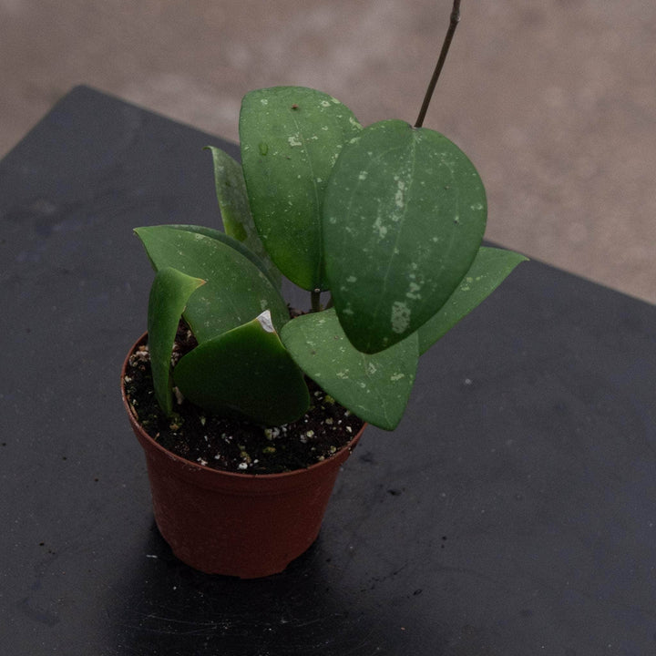 Gabriella Plants Hoya Hoya sp. 'Hat Som Paen'