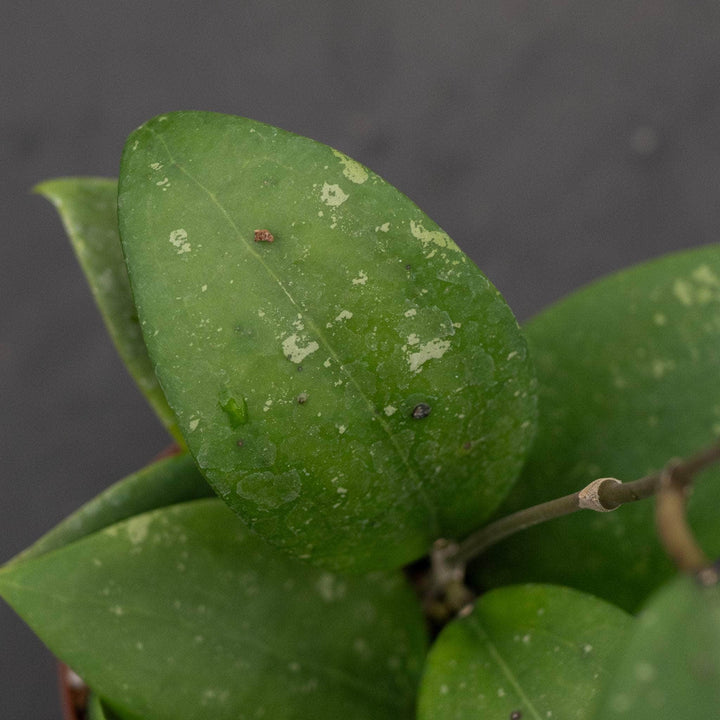 Gabriella Plants Hoya Hoya sp. 'Hat Som Paen'