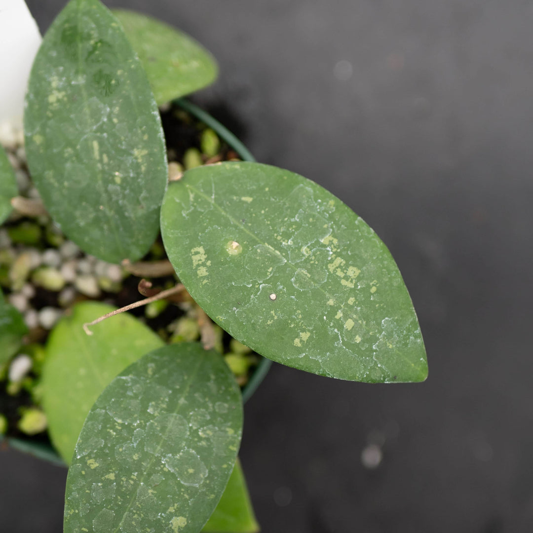 Gabriella Plants Hoya Hoya sp. 'Hat Som Paen'