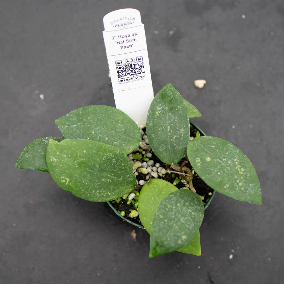 Gabriella Plants Hoya Hoya sp. 'Hat Som Paen'