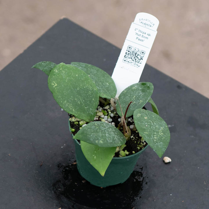 Gabriella Plants Hoya Hoya sp. 'Hat Som Paen'