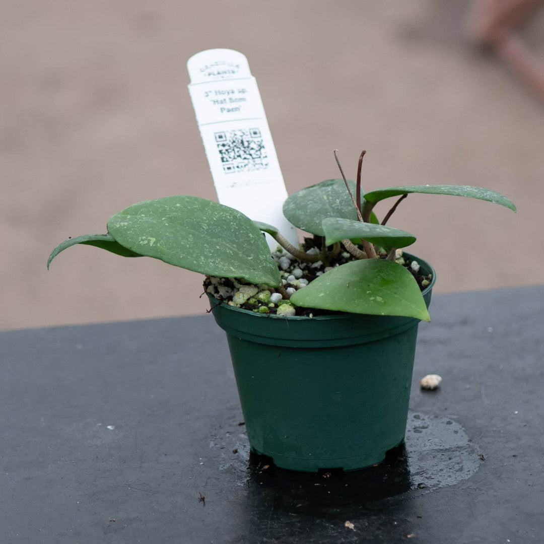Gabriella Plants Hoya Hoya sp. 'Hat Som Paen'
