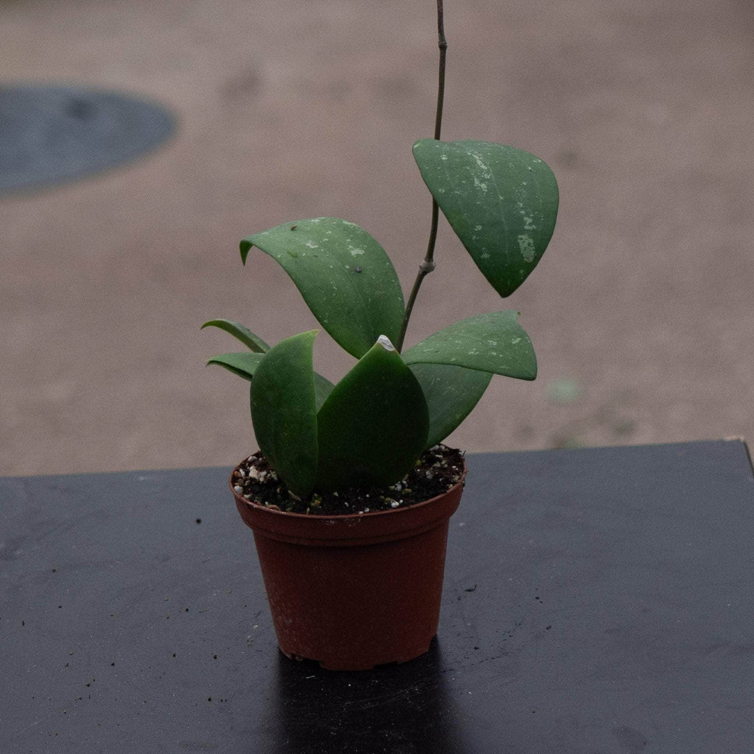 Gabriella Plants Hoya 3" Hoya sp. 'Hat Som Paen'