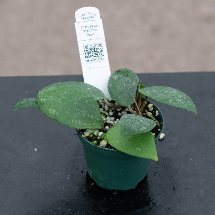 Gabriella Plants Hoya 3" Hoya sp. 'Hat Som Paen'