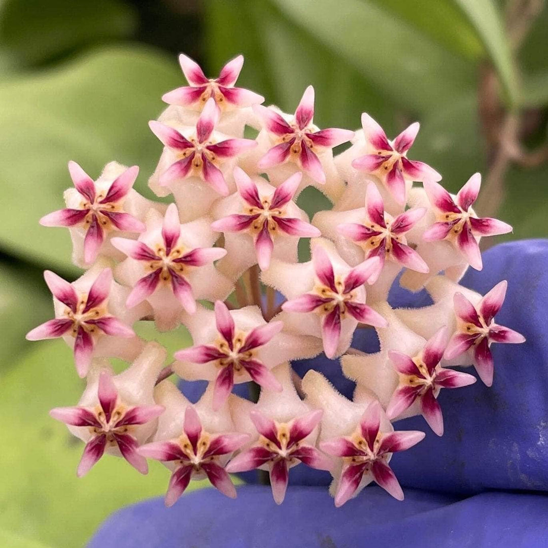 Gabriella Plants Hoya 3" Hoya sp. 'Hat Som Paen'