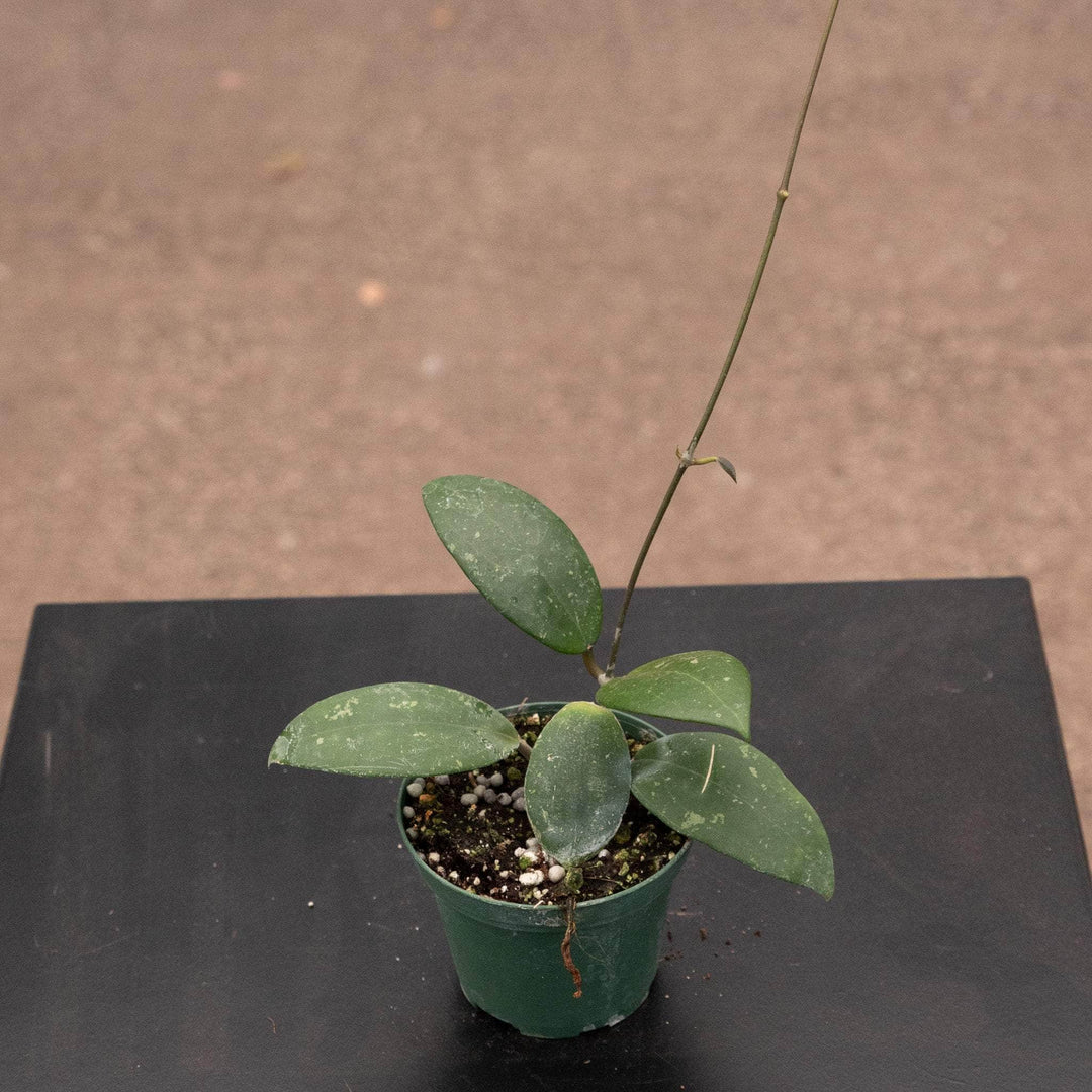 Gabriella Plants Hoya 3" Hoya sp. 'Hat Som Paen'