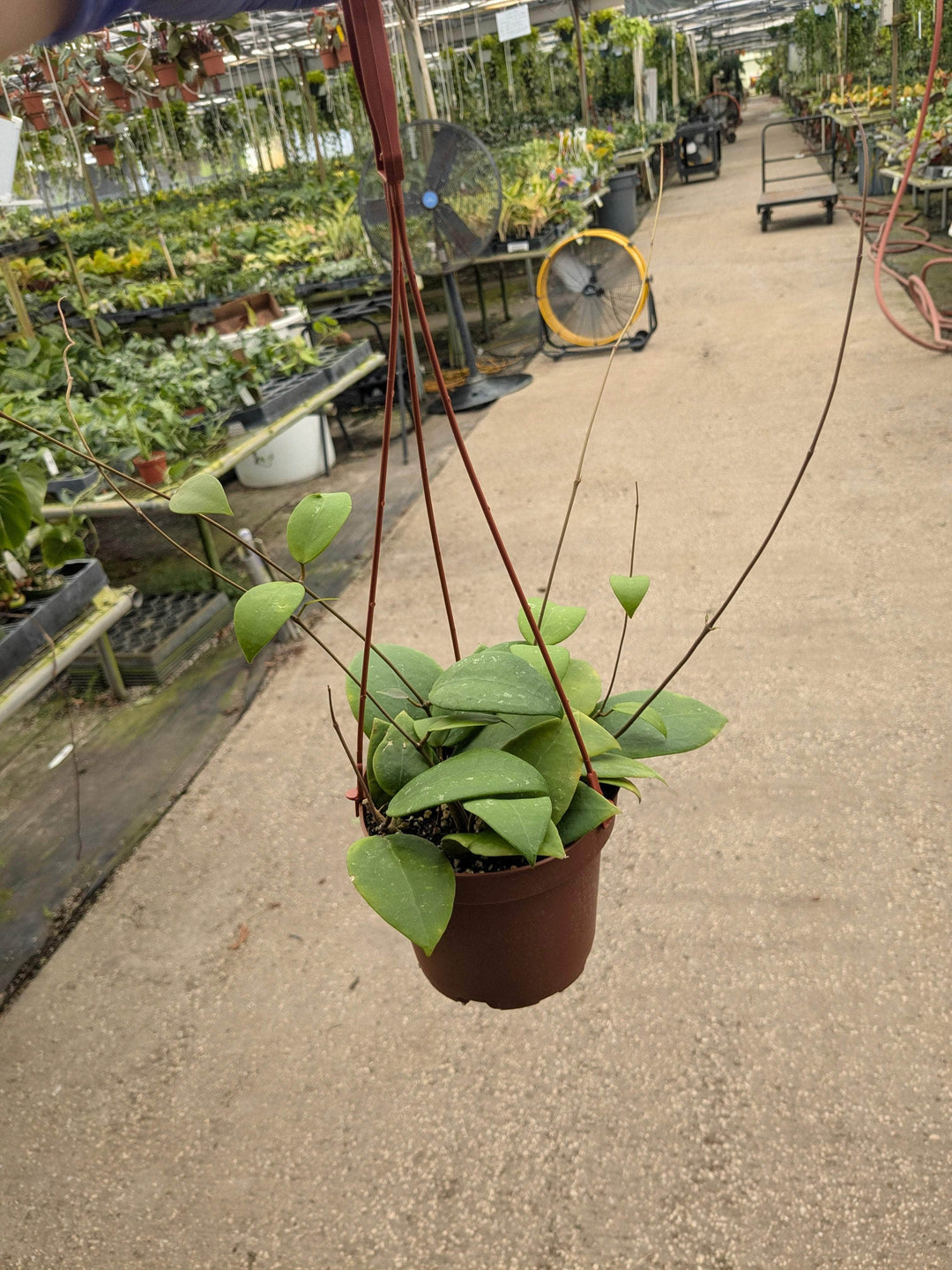 Gabriella Plants Hoya 5" Hoya sp. 'Hat Som Paen'