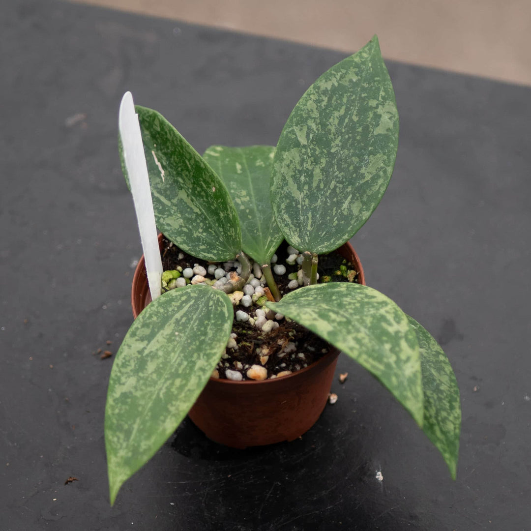 Gabriella Plants Hoya Hoya sp. Rangsan