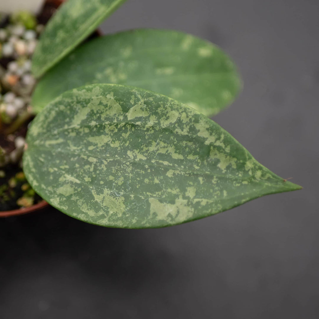 Gabriella Plants Hoya Hoya sp. Rangsan