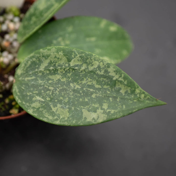Gabriella Plants Hoya Hoya sp. Rangsan