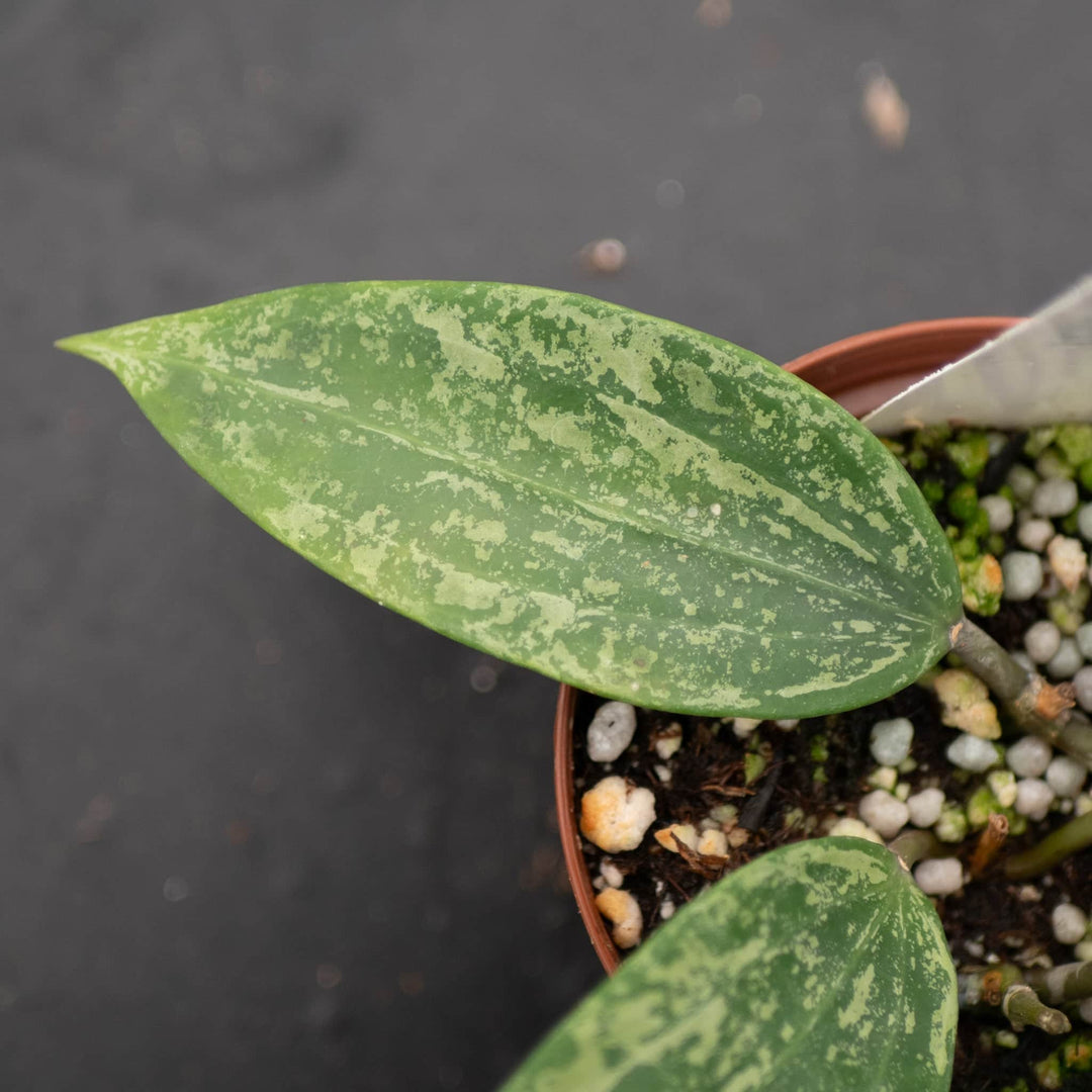 Gabriella Plants Hoya Hoya sp. Rangsan