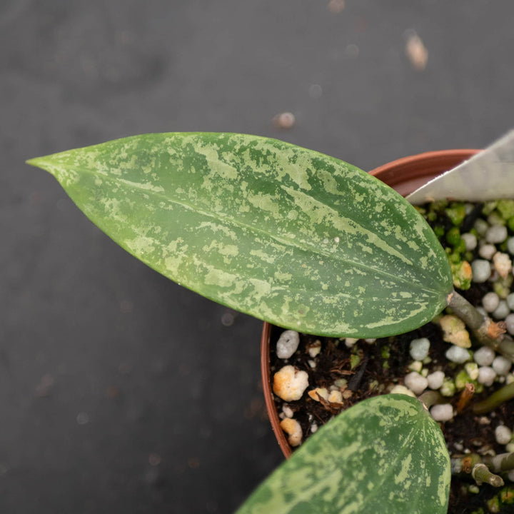 Gabriella Plants Hoya Hoya sp. Rangsan