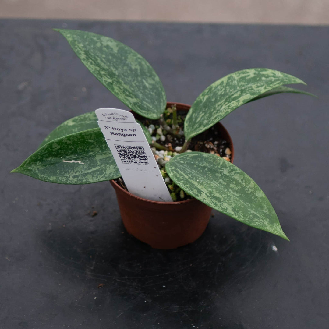 Gabriella Plants Hoya Hoya sp. Rangsan