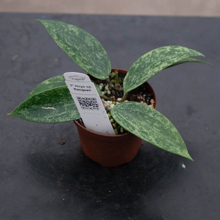 Gabriella Plants Hoya Hoya sp. Rangsan