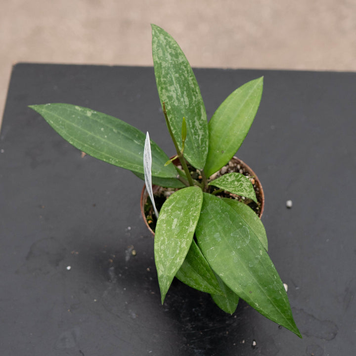 Gabriella Plants Hoya Hoya sp. Rangsan