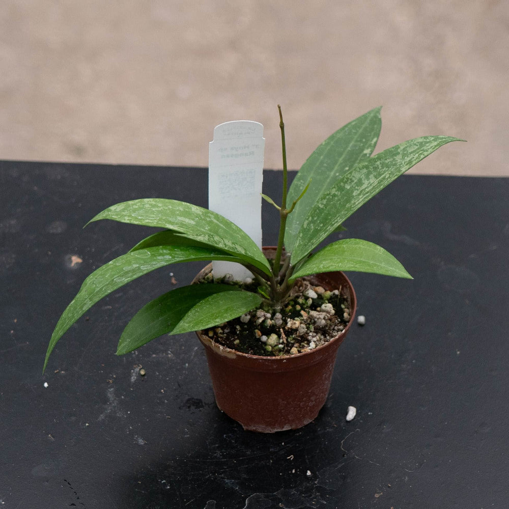 Gabriella Plants Hoya Hoya sp. Rangsan