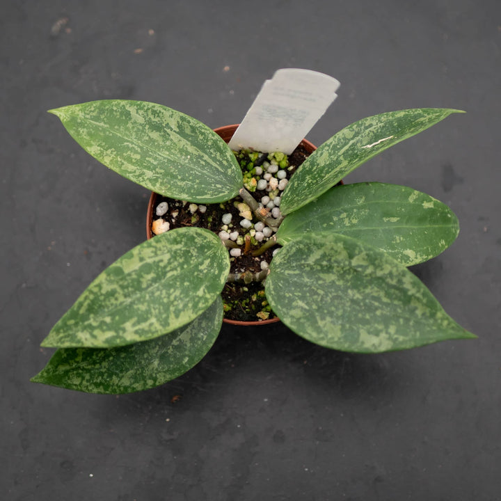 Gabriella Plants Hoya 3" Hoya sp. Rangsan