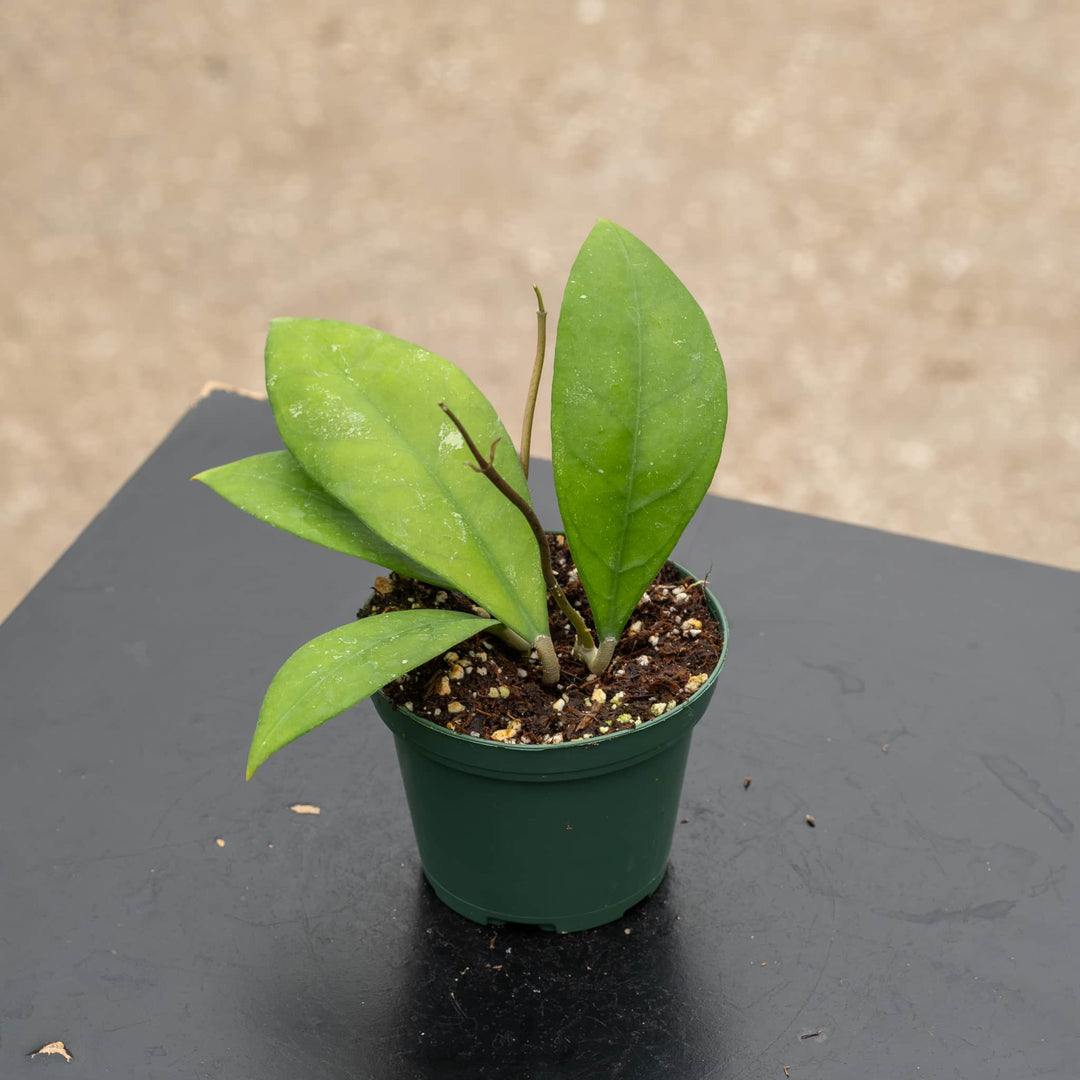 Gabriella Plants Hoya 3" Hoya sp. 'Sabah Beauty'