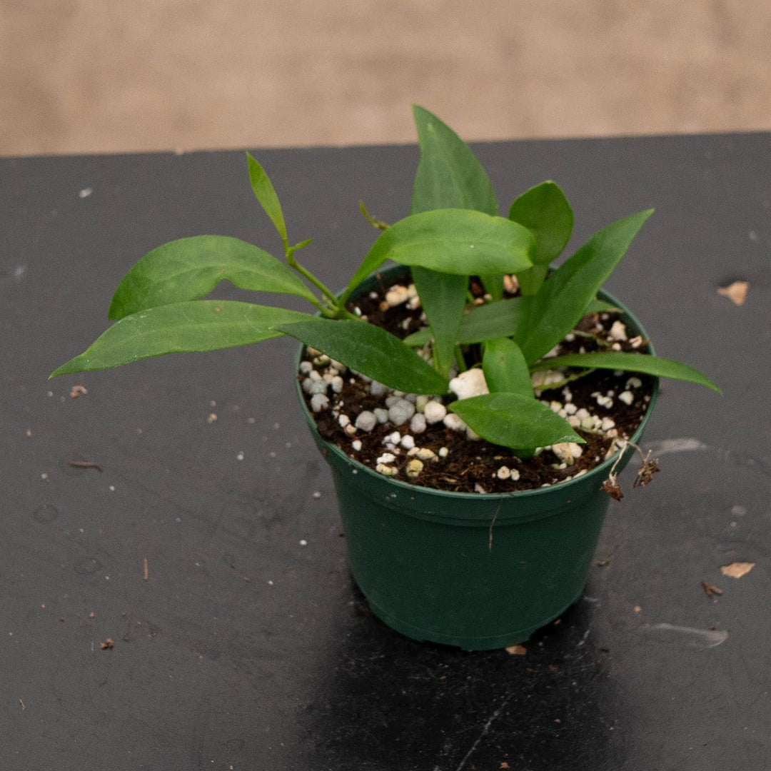Gabriella Plants Hoya 3" Hoya sp. Sulawesi