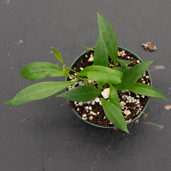 Gabriella Plants Hoya 3" Hoya sp. Sulawesi
