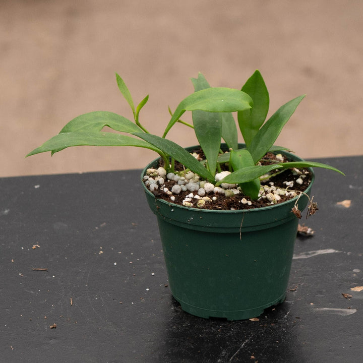 Gabriella Plants Hoya 3" Hoya sp. Sulawesi