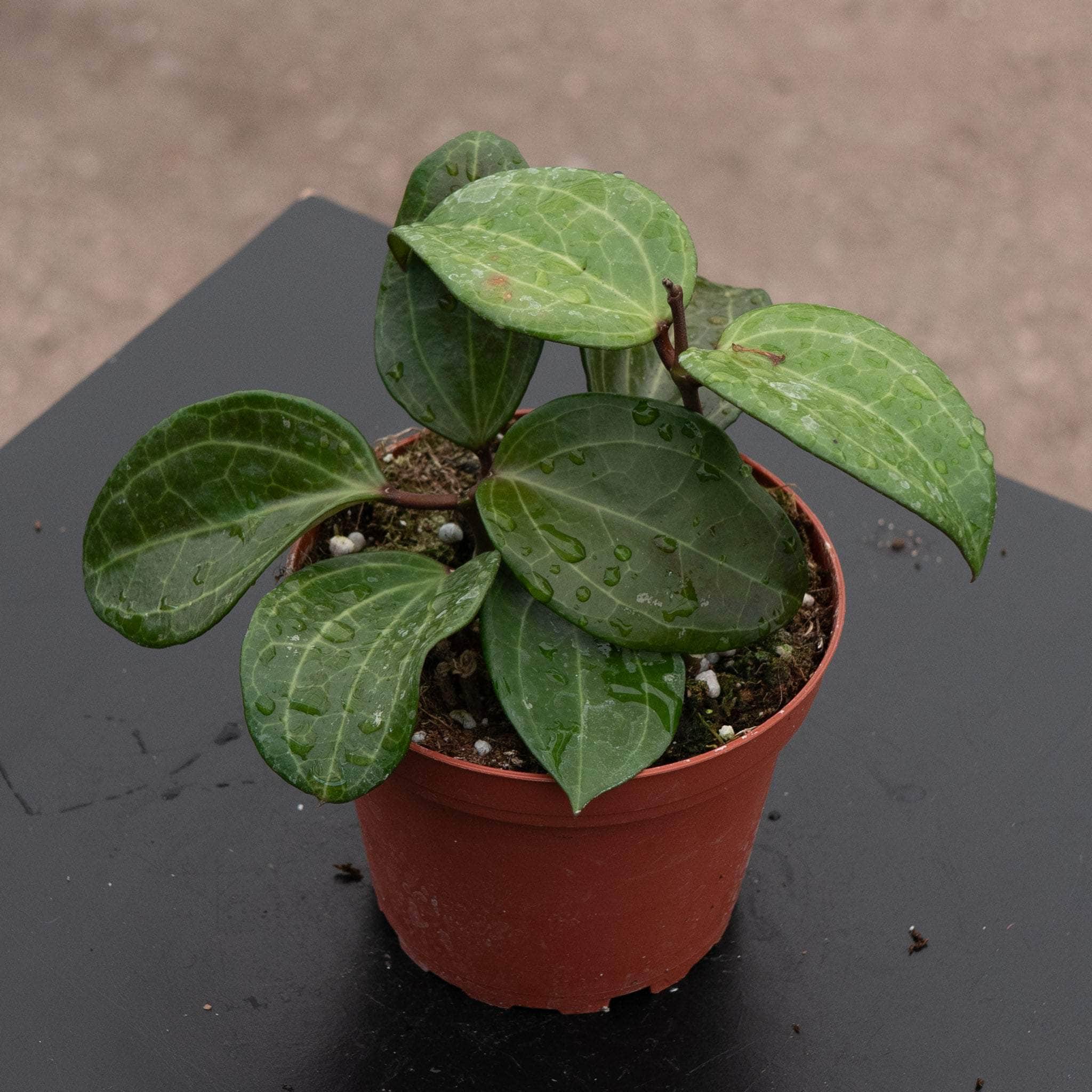 Hoya sp. Sulawesi (GPS 8867) - Gabriella Plants